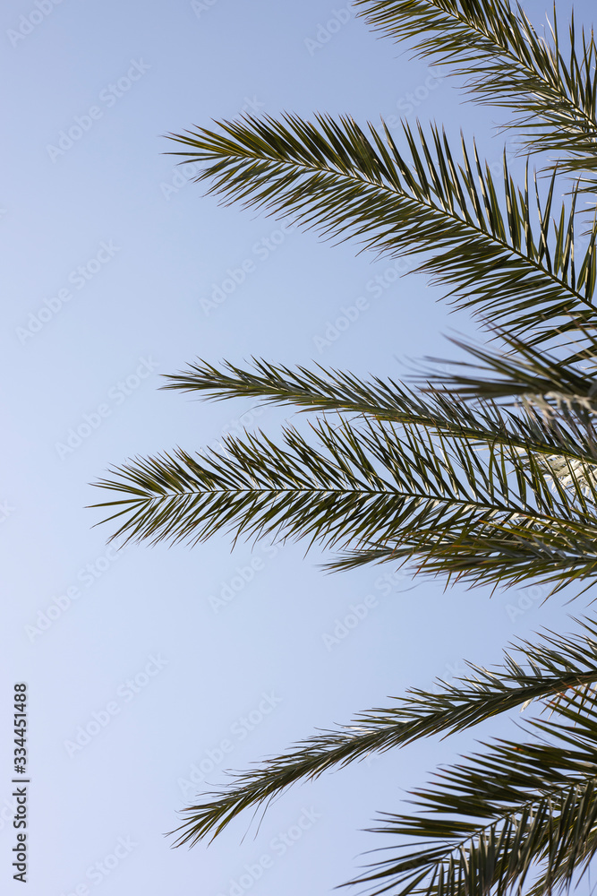 palm tree and blue sky palm tree and blue sky