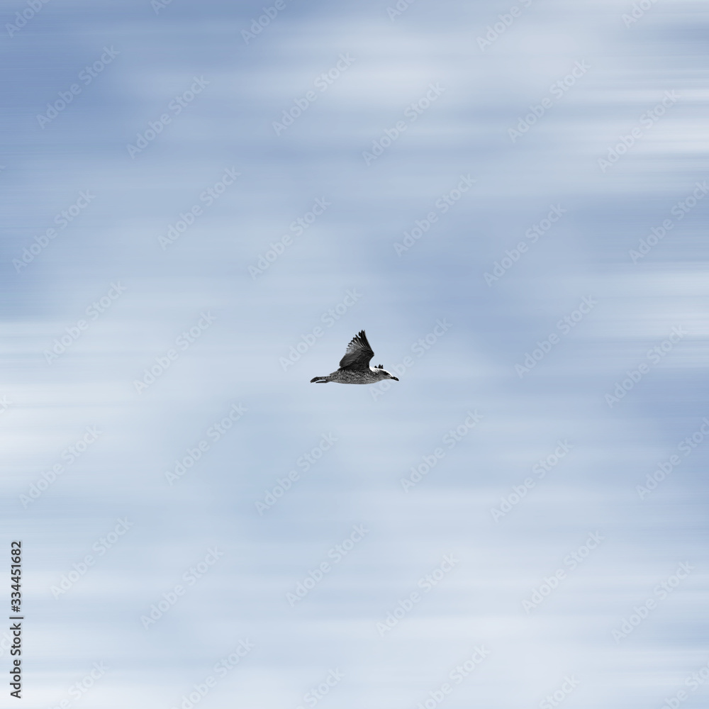 Obraz premium bird sky minimal