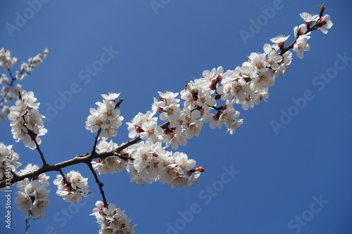 Blue sky and branch of blossoming apricot tree in April