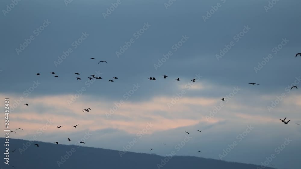 Flock of geese flying in formation towards cloudy twilight sky, slow motion from 120 fps Flock of geese flying in formation towards cloudy twilight sky, slow motion from 120 fps