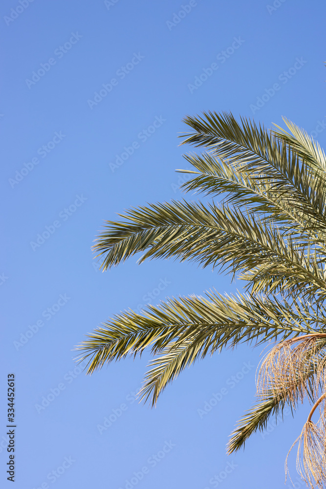 palm tree and blue sky