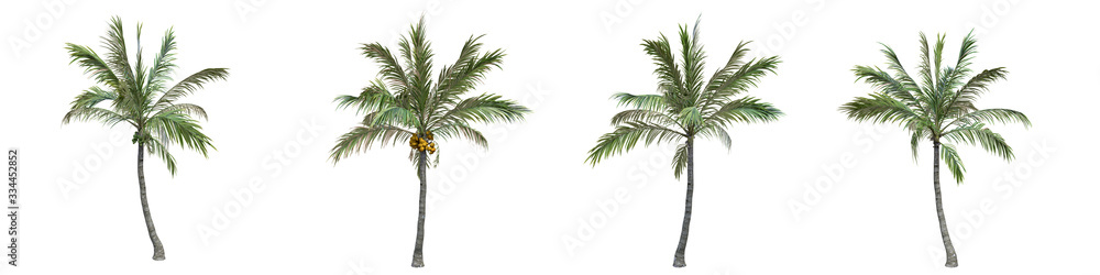 Fototapeta premium Coconut palm middle-size real trees isolated on alpha channel with clipping path. Cocos nucifera in all seasons.3d rendering for digital composition.