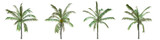Coconut palm middle-size real trees isolated on alpha channel with clipping path. Cocos nucifera in all seasons.3d rendering for digital composition.