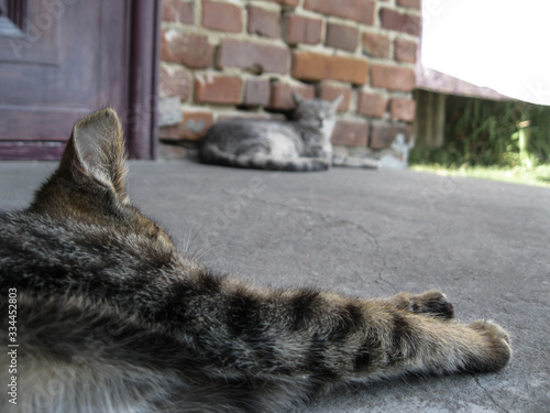 Little cat lying on the gray stone near the house and another cat.