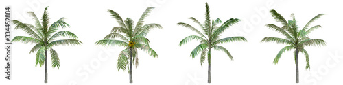 Coconut palm middle-size real trees isolated on alpha channel with clipping path. Cocos nucifera in all seasons.3d rendering for digital composition.