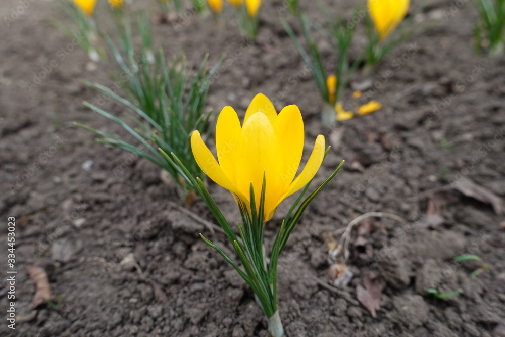 Side view of single golden yellow flower of crocus Side view of single golden yellow flower of crocus