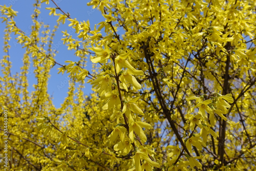 Bush of forsythia with lots of yellow flowers in April