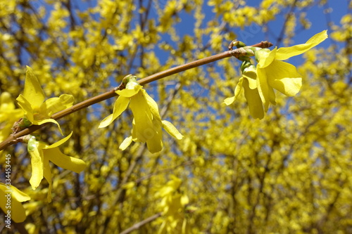 Fototapeta Naklejka Na Ścianę i Meble -  Close shot of simple yellow flowers of forsythia in April