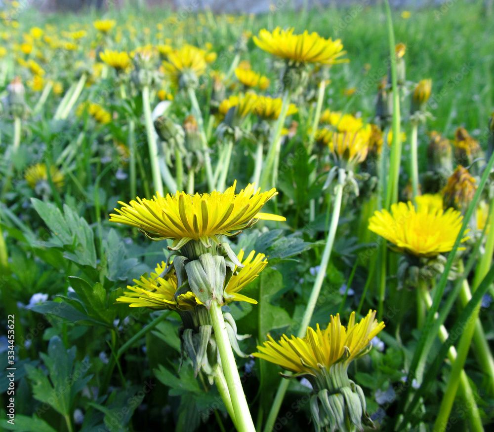 Obraz premium Yellow dandelions. Bright flowers dandelions on background of green spring meadows.