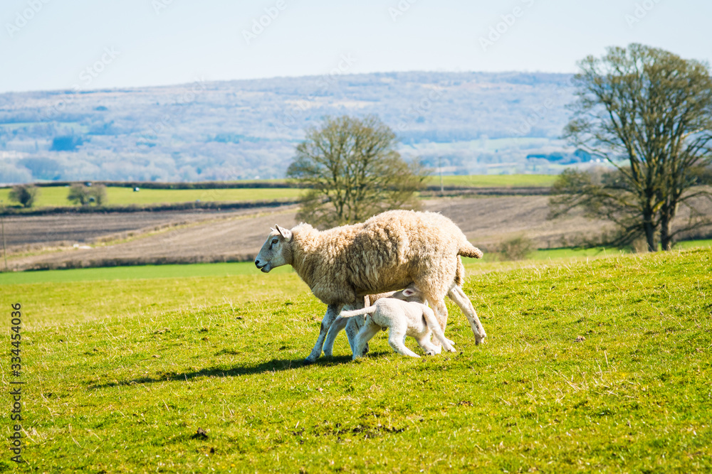 Fototapeta premium A ewe with her lambs in the Spring