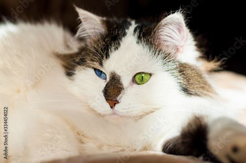a white fluffy Siberian cat with a black nose and multicolored eyes is lying on the bed on a dark background