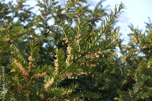 Many male cones on branches of yew in April