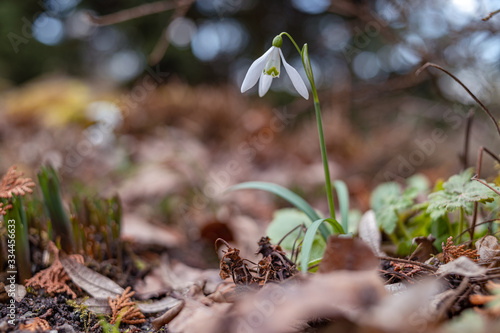 Snowdrop spring flowers. Delicate Snowdrop flower is one of the spring symbols telling us winter is leaving and we have warmer times ahead. Fresh green well complementing the white Snowdrop blossoms.