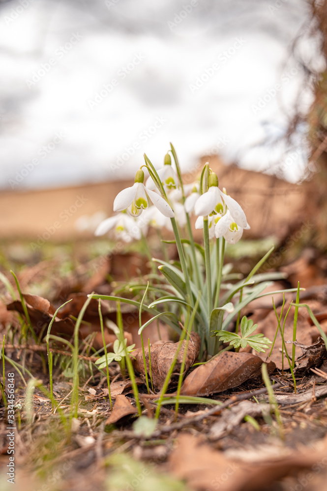 Snowdrop spring flowers. Delicate Snowdrop flower is one of the spring symbols telling us winter is leaving and we have warmer times ahead. Fresh green well complementing the white Snowdrop blossoms. Snowdrop spring flowers. Delicate Snowdrop flower is one of the spring symbols telling us winter is leaving and we have warmer times ahead. Fresh green well complementing the white Snowdrop blossoms.