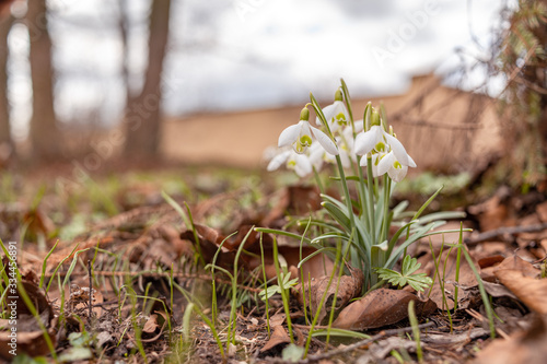 Snowdrop spring flowers. Delicate Snowdrop flower is one of the spring symbols telling us winter is leaving and we have warmer times ahead. Fresh green well complementing the white Snowdrop blossoms.