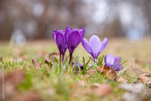 Blooming violet purple crocuses in spring. © Eliška