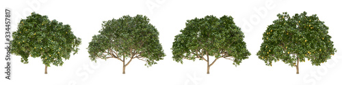 Orange middle-size real trees isolated on alpha channel with clipping path. Citrus × Sinensis in all seasons.3d rendering for digital composition.
