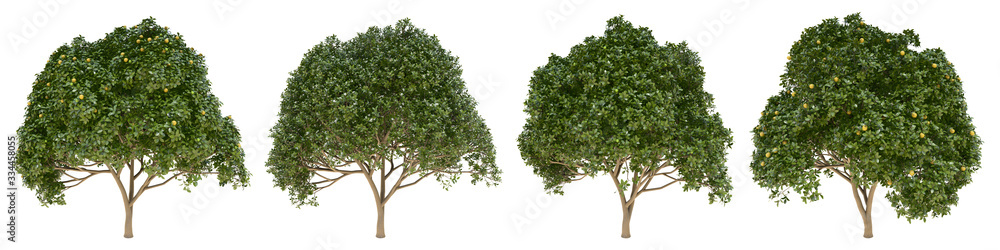 Orange full-size real trees isolated on alpha channel with clipping path. Citrus × Sinensis in all seasons.3d rendering for digital composition.