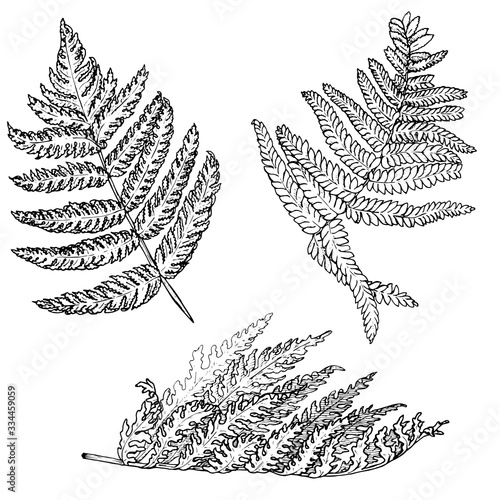 fern leaves set, monochrome vector illustration