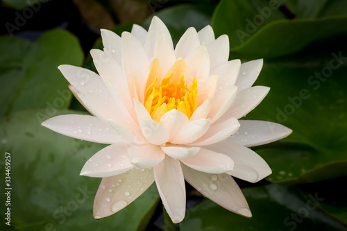 Beautiful lotus flower or Water lily on the water in a park close-up.