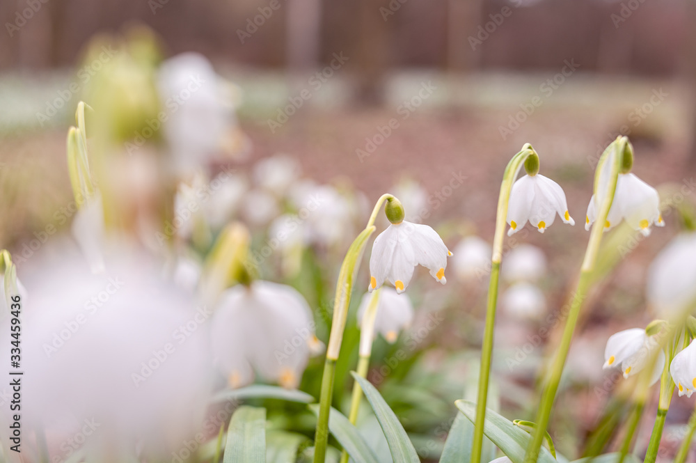 Obraz premium Beautiful blooming of White spring snowflake flowers in springtime. Snowflake also called Summer Snowflake or Loddon Lily or Leucojum vernum on a beautiful background of similar flowers in the forest