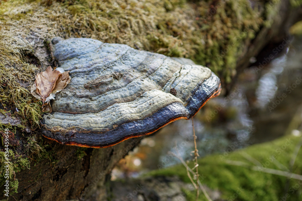 Close up of a colourful blue tinder fungus