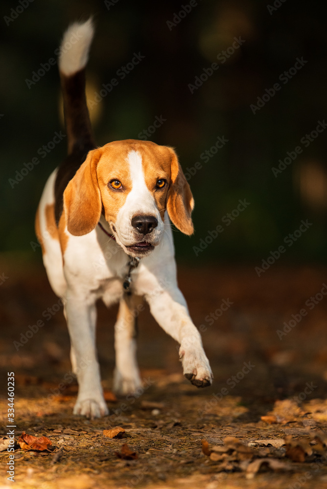 Beagle Dog portrait in forest. Dog runs towards the camera