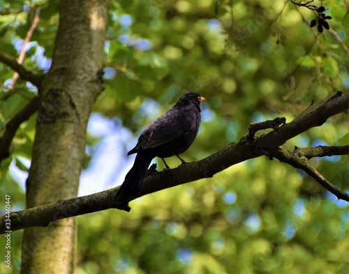Black bird on tree branch detail