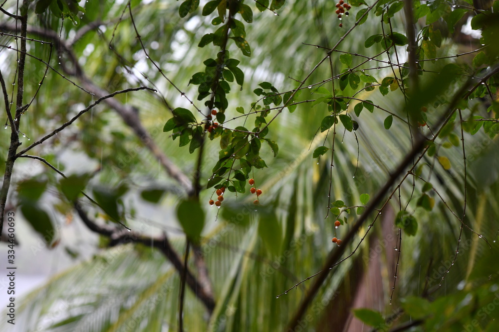 branch with fruits in tropical rain on a dark background branch with fruits in tropical rain on a dark background