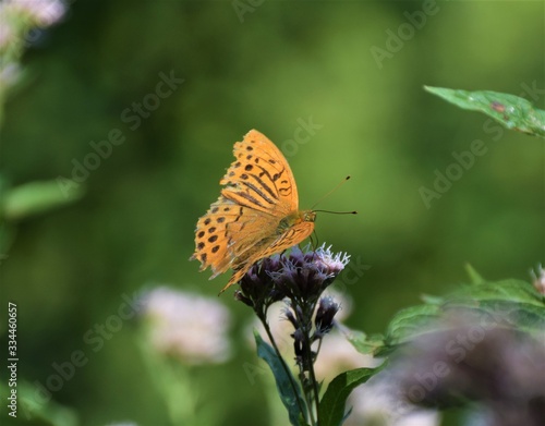 Orange butterfly on plant closeup