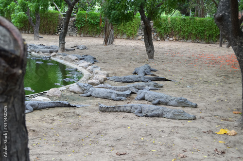 Photography Crocodiles or true crocodiles are large semiaquatic reptiles that live throughout the tropics in Africa, Asia, the Americas and Australia