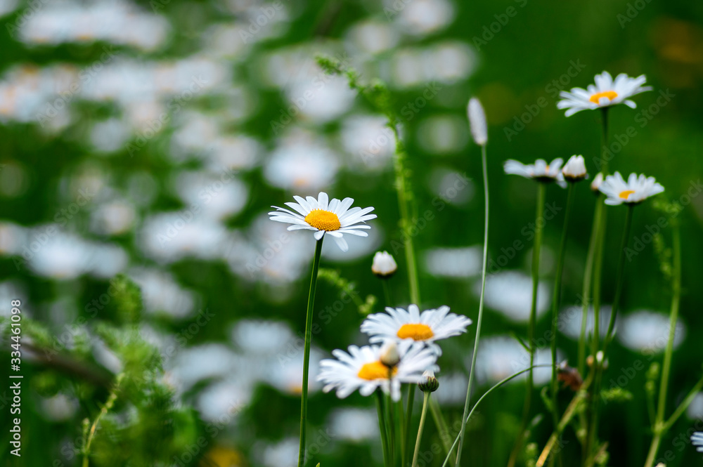Leucanthemum vulgare meadows wild oxeye daisy flowers with white petals and yellow center in bloom, flowering beautiful plants Leucanthemum vulgare meadows wild oxeye daisy flowers with white petals and yellow center in bloom, flowering beautiful plants