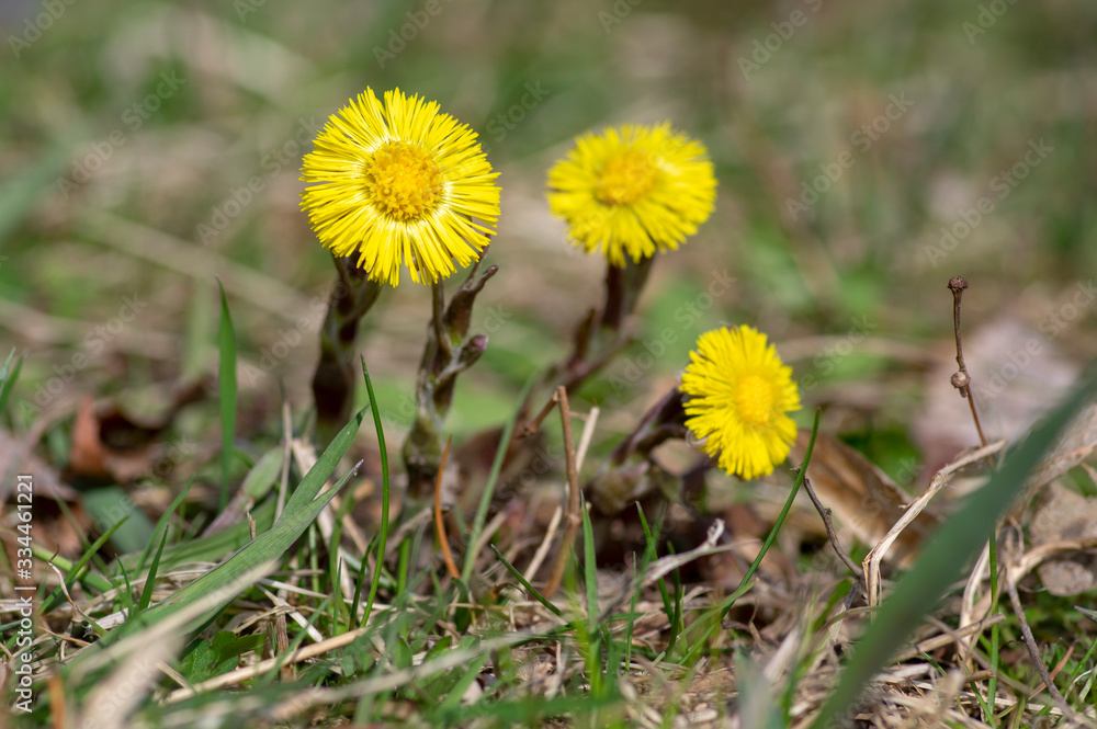Tussilago farfara medicinal ground flowering herb, group of yellow healthy flowers on stems in sunlight in bloom - obrazy, fototapety, plakaty 