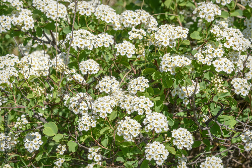 spirea wild white flowers meadow