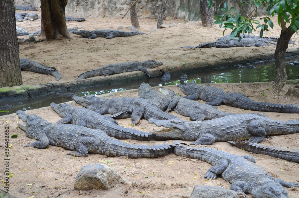 Crocodiles or true crocodiles are large semiaquatic reptiles that live throughout the tropics in Africa, Asia, the Americas and Australia.
