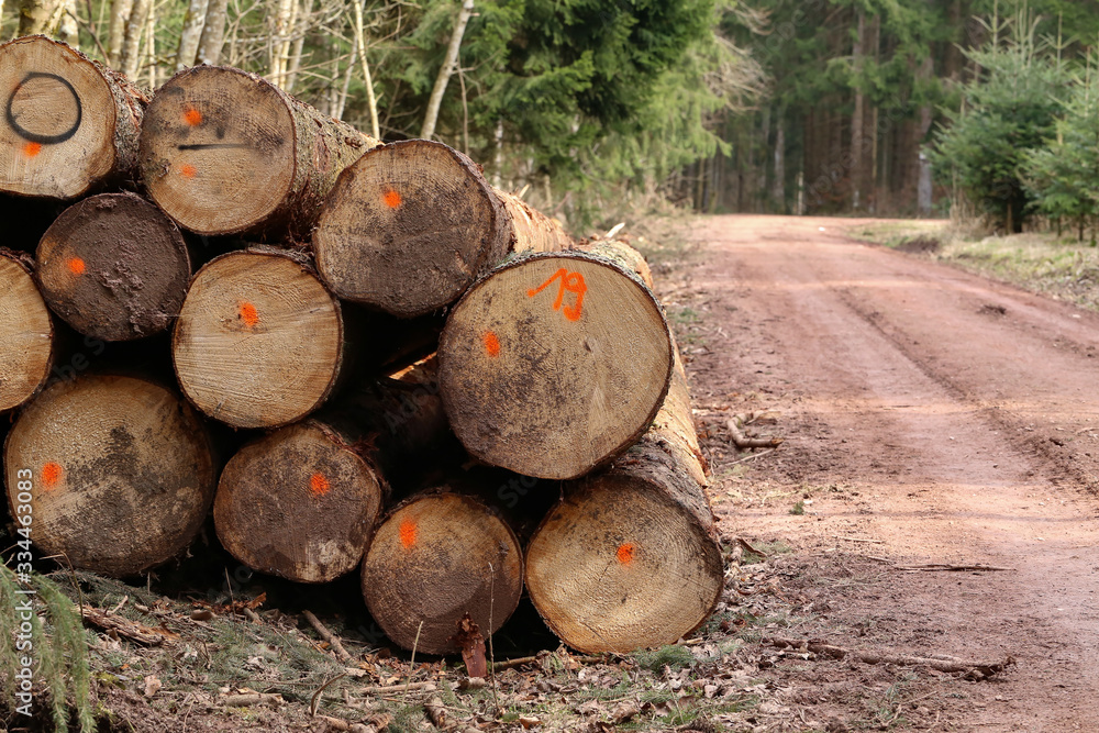 Freshly cut trees in the forest, on the side of a forest road Freshly cut trees in the forest, on the side of a forest road