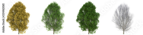 Pyramidal European hornbeam full-size real trees isolated on alpha channel with clipping path. Carpinus betulus in all seasons.3d rendering for digital composition.