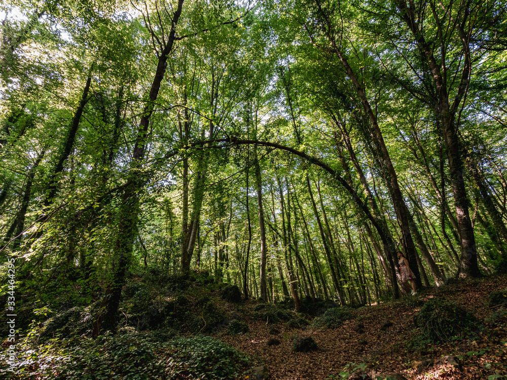 Naklejka premium La Fageda d'en Jordà, la Garrotxa