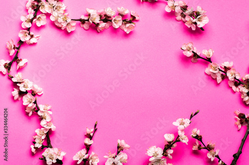 frame of blooming white flowers of apricot twigs on a pink background. place for text
