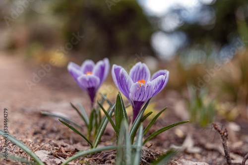 Blooming violet purple crocuses in spring.