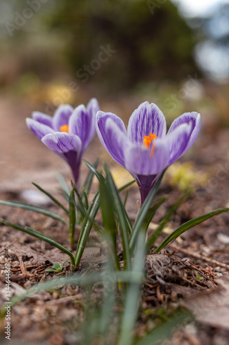 Blooming violet purple crocuses in spring.