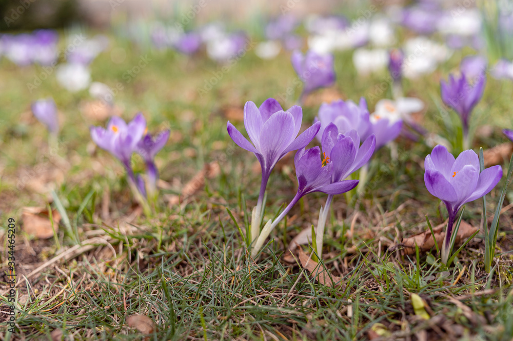 Blooming violet purple crocuses in spring. Blooming violet purple crocuses in spring.
