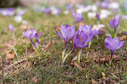 Blooming violet purple crocuses in spring.