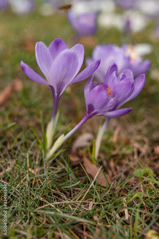 Blooming violet purple crocuses in spring. Blooming violet purple crocuses in spring.