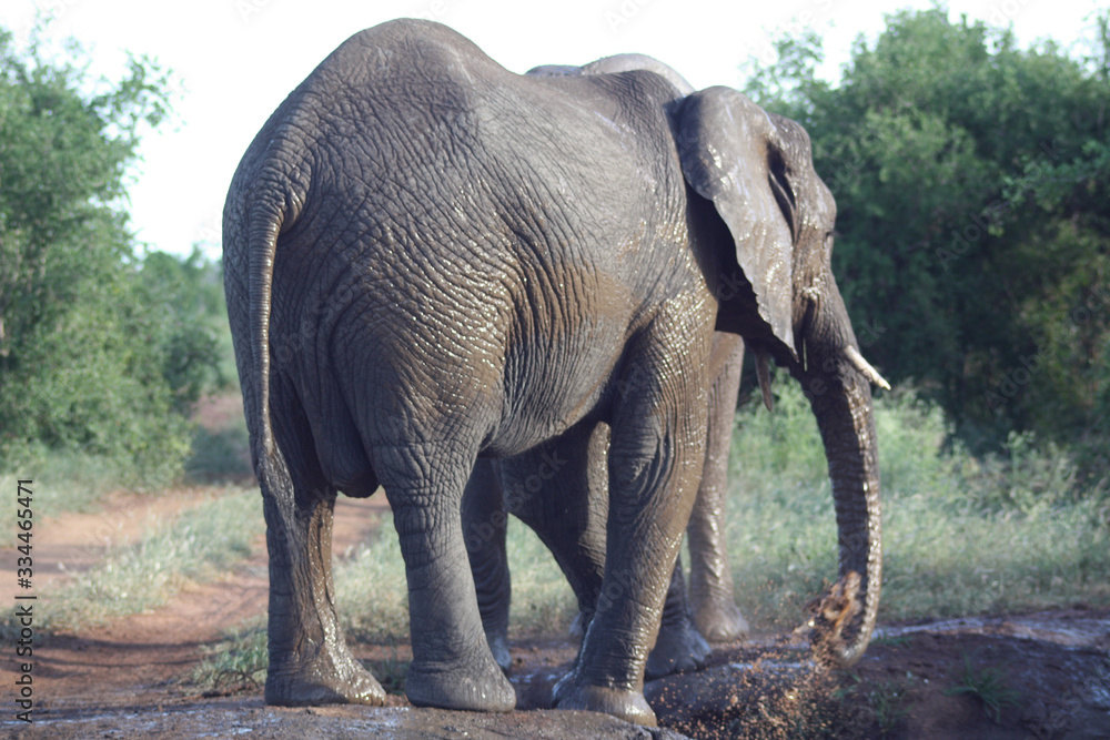 Elefant im Swaziland