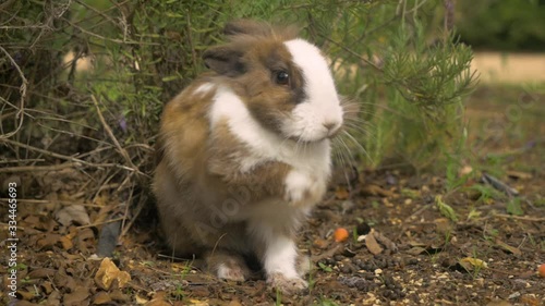 Cute rabbit is scared and tries to signal to get away photo