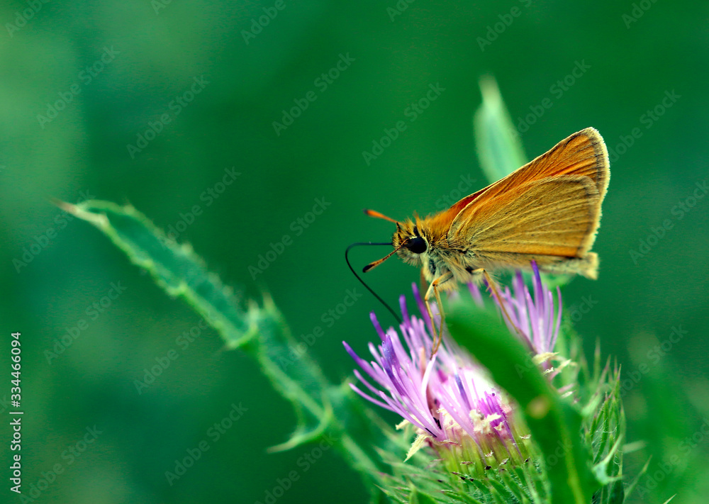 Obraz premium butterfly on flower