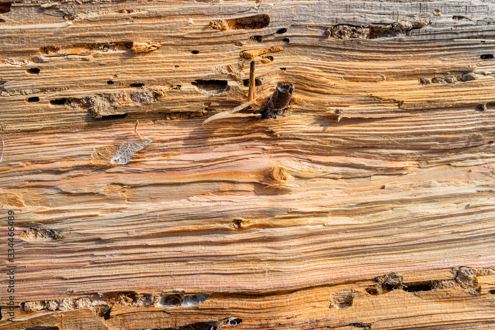Naklejka premium Background made of wood damaged by bark beetles, visible canals and tunnels.