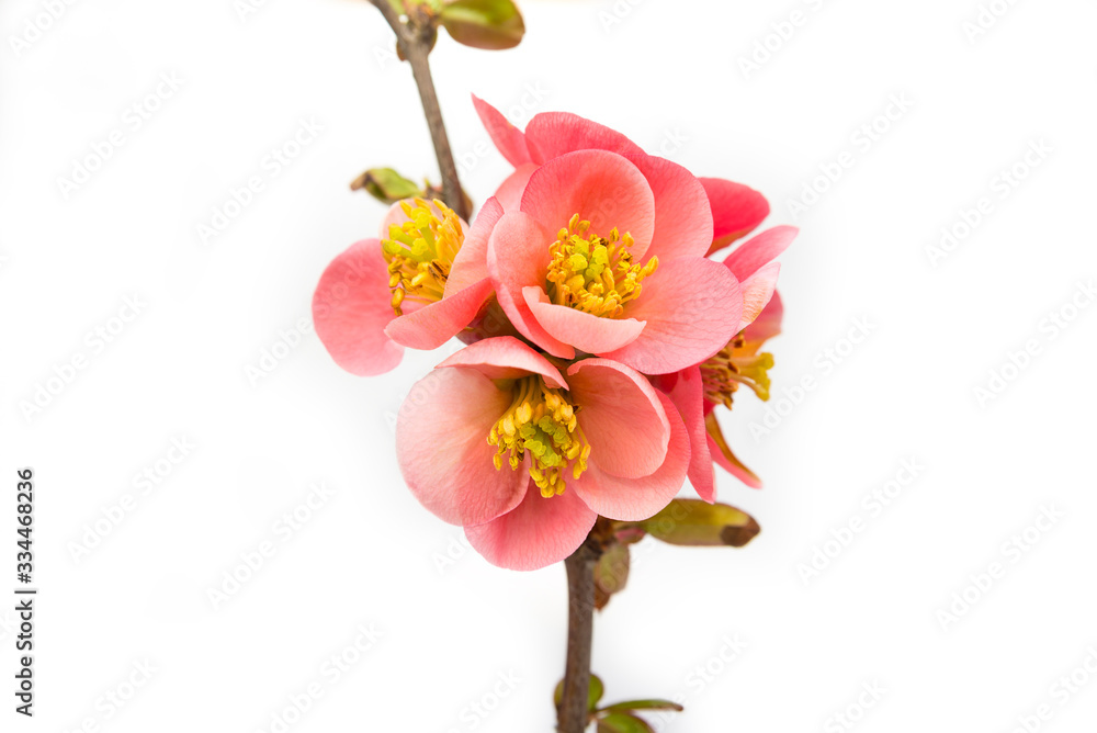 Fototapeta premium Blossom rose tree flower in the spring on a white