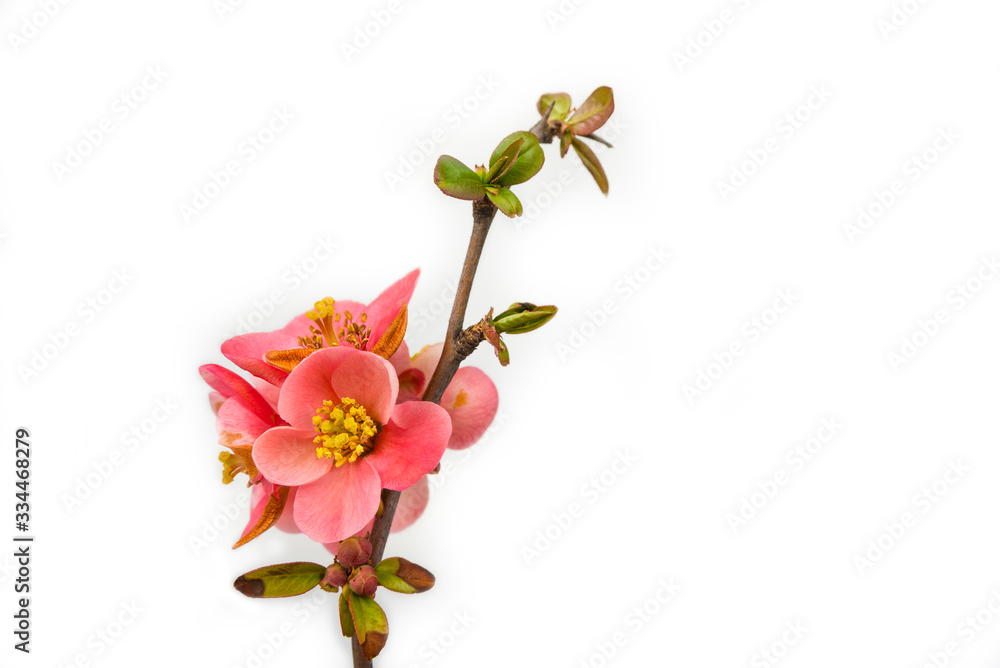 Blossom rose tree flower in the spring on a white Blossom rose tree flower in the spring on a white